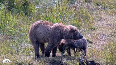 Kodiak Alaska Brown Bears Live Webcam - Aug 1, 2026, 12:01pm AKDT