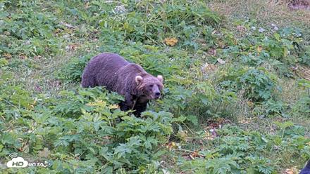 Kodiak Alaska Brown Bears Live Webcam - Aug 6, 2026, 11:25am AKDT