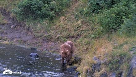 Kodiak Alaska Brown Bears Live Webcam - Aug 12, 2026, 8:40pm AKDT