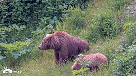 Kodiak Alaska Brown Bears Live Webcam - Jul 15, 2026, 1:49pm AKDT