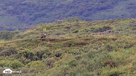 Kodiak Alaska Brown Bears Live Webcam - Aug 22, 2026, 7:23pm AKDT