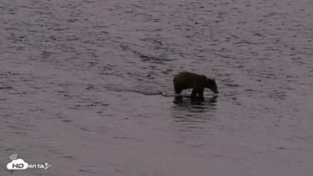 Kodiak Alaska Brown Bears Live Webcam - Aug 17, 2026, 9:40pm AKDT