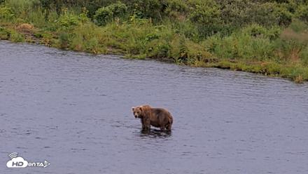 Kodiak Alaska Brown Bears Live Webcam - Aug 10, 2026, 8:47pm AKDT
