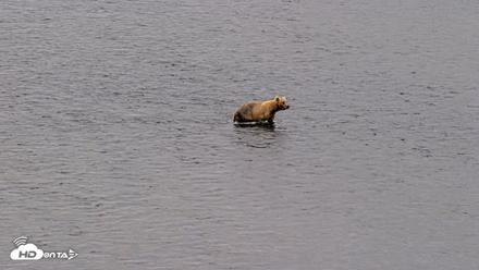 Kodiak Alaska Brown Bears Live Webcam - Aug 6, 2026, 10:21am AKDT