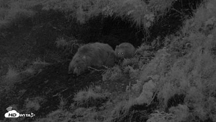 Kodiak Alaska Brown Bears Live Webcam - Aug 3, 2026, 10:56pm AKDT