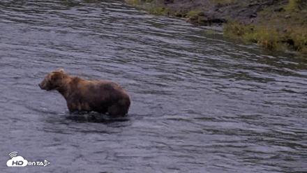 Kodiak Alaska Brown Bears Live Webcam - Aug 4, 2026, 6:57am AKDT