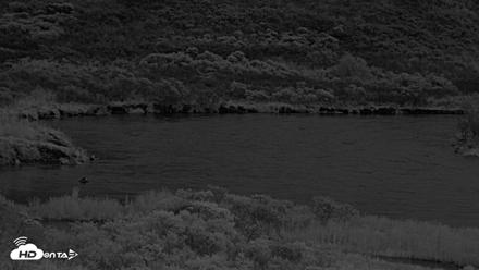 Kodiak Alaska Brown Bears Live Webcam - Oct 5, 2026, 8:14pm AKDT