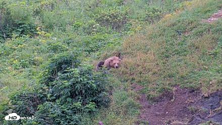 Kodiak Alaska Brown Bears Live Webcam - Aug 7, 2026, 9:24am AKDT