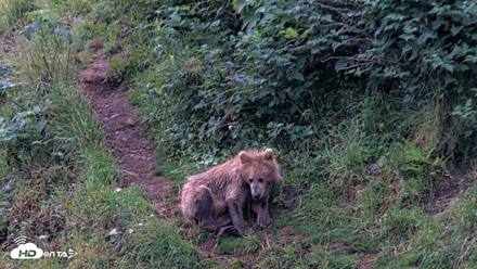 Kodiak Alaska Brown Bears Live Webcam - Aug 12, 2026, 7:10am AKDT