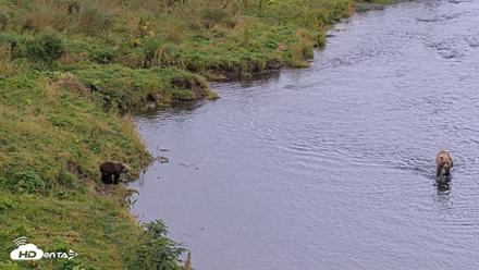 Kodiak Alaska Brown Bears Live Webcam - Aug 20, 2026, 6:06pm AKDT