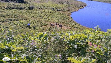 Kodiak Alaska Brown Bears Live Webcam - Jul 30, 2026, 10:45am AKDT