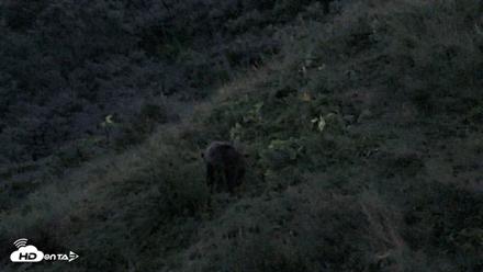 Kodiak Alaska Brown Bears Live Webcam - Aug 26, 2026, 9:54pm AKDT