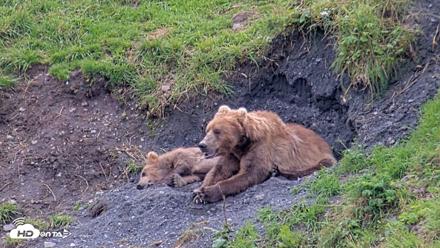 Kodiak Alaska Brown Bears Live Webcam - Aug 22, 2026, 3:24pm AKDT