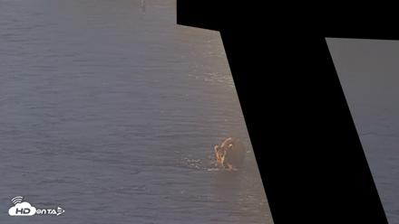 Kodiak Alaska Brown Bears Live Webcam - Jul 30, 2026, 7:39am AKDT