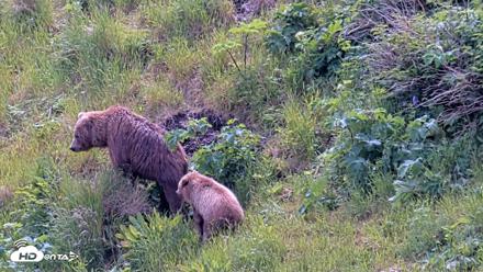 Kodiak Alaska Brown Bears Live Webcam - Jul 15, 2026, 1:51pm AKDT
