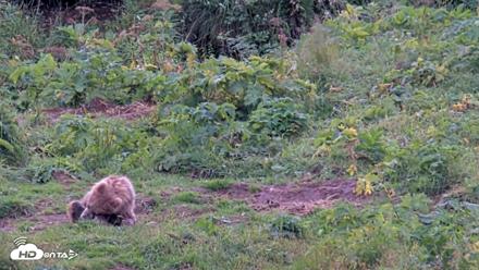 Kodiak Alaska Brown Bears Live Webcam - Aug 14, 2026, 4:07pm AKDT