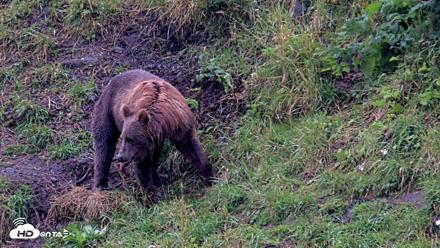 Kodiak Alaska Brown Bears Live Webcam - Aug 17, 2026, 5:22pm AKDT
