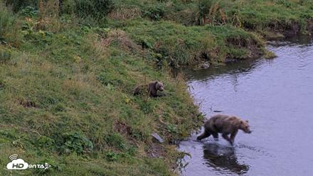 Kodiak Alaska Brown Bears Live Webcam - Aug 20, 2026, 8:42pm AKDT