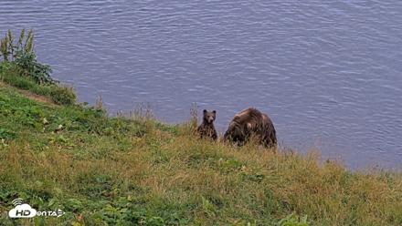 Kodiak Alaska Brown Bears Live Webcam - Aug 19, 2026, 9:22pm AKDT