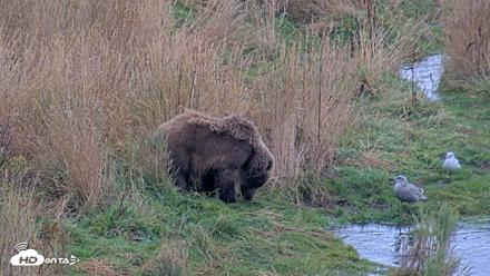 Kodiak Alaska Brown Bears Live Webcam - Oct 6, 2026, 11:10am AKDT
