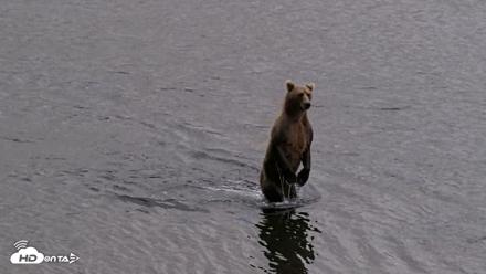 Kodiak Alaska Brown Bears Live Webcam - Aug 20, 2026, 8:29pm AKDT
