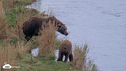 Kodiak Alaska Brown Bears Live Webcam - Oct 6, 2026, 11:12am AKDT