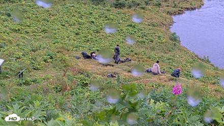Kodiak Alaska Brown Bears Live Webcam - Aug 13, 2026, 1:26pm AKDT