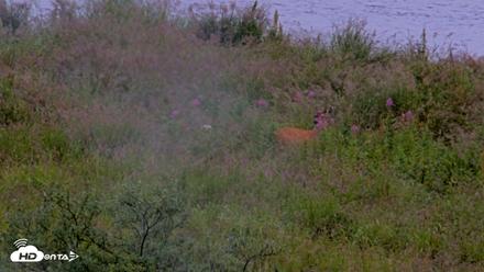 Kodiak Alaska Brown Bears Live Webcam - Aug 19, 2026, 11:02am AKDT