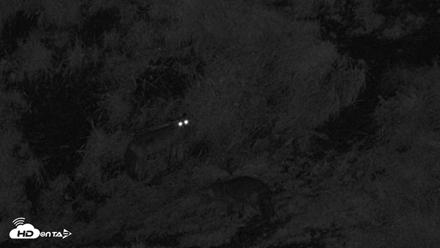 Kodiak Alaska Brown Bears Live Webcam - Aug 21, 2026, 3:07am AKDT