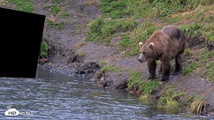 Kodiak Alaska Brown Bears Live Webcam - Aug 12, 2026, 7:38am AKDT