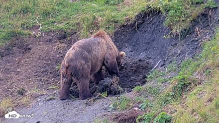 Kodiak Alaska Brown Bears Live Webcam - Aug 6, 2026, 5:48pm AKDT