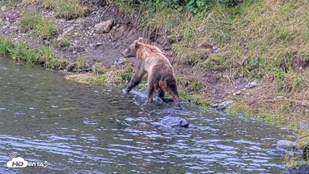 Kodiak Alaska Brown Bears Live Webcam - Aug 7, 2026, 11:58am AKDT