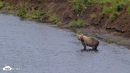 Kodiak Alaska Brown Bears Live Webcam - Aug 13, 2026, 8:02pm AKDT