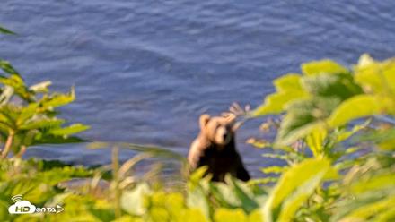 Kodiak Alaska Brown Bears Live Webcam - Jul 30, 2026, 9:23am AKDT