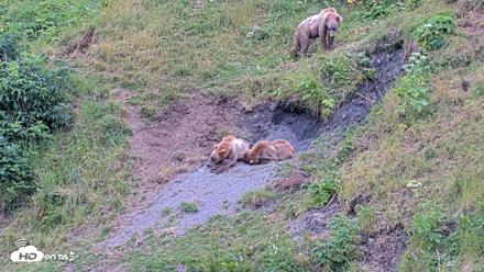 Kodiak Alaska Brown Bears Live Webcam - Aug 3, 2026, 2:18pm AKDT