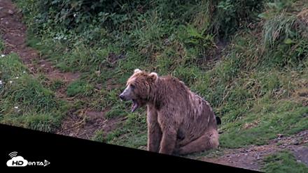 Kodiak Alaska Brown Bears Live Webcam - Aug 12, 2026, 7:01am AKDT