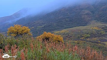 Kodiak Alaska Brown Bears Live Webcam - Oct 5, 2026, 9:22am AKDT