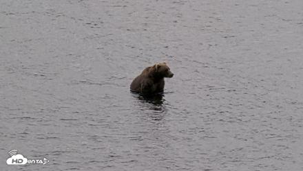 Kodiak Alaska Brown Bears Live Webcam - Aug 14, 2026, 1:57pm AKDT