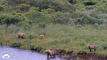 Kodiak Alaska Brown Bears Live Webcam - Aug 6, 2026, 7:14pm AKDT