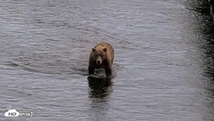 Kodiak Alaska Brown Bears Live Webcam - Aug 20, 2026, 5:19pm AKDT