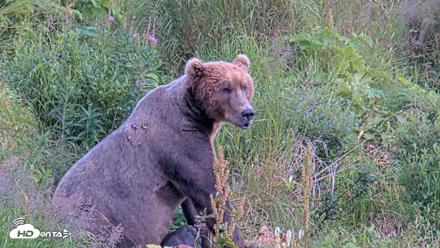 Kodiak Alaska Brown Bears Live Webcam - Aug 11, 2026, 6:10pm AKDT