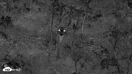 Kodiak Alaska Brown Bears Live Webcam - Sep 22, 2026, 10:06pm AKDT