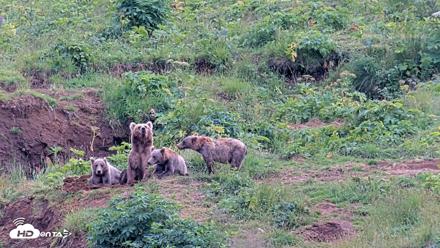 Kodiak Alaska Brown Bears Live Webcam - Aug 9, 2026, 5:30pm AKDT