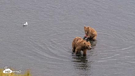 Kodiak Alaska Brown Bears Live Webcam - Aug 14, 2026, 12:57pm AKDT