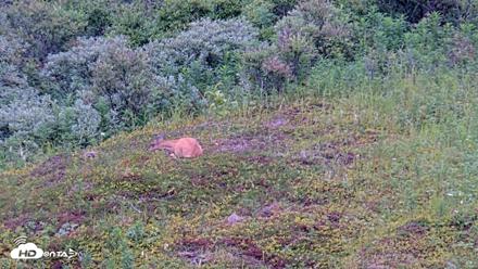 Kodiak Alaska Brown Bears Live Webcam - Aug 14, 2026, 5:00pm AKDT