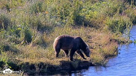 Kodiak Alaska Brown Bears Live Webcam - Jul 30, 2026, 9:10am AKDT