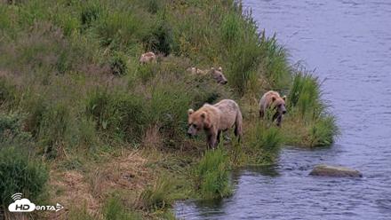 Kodiak Alaska Brown Bears Live Webcam - Aug 5, 2026, 6:53am AKDT