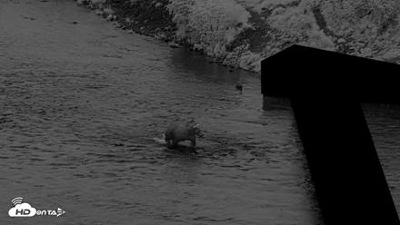 Kodiak Alaska Brown Bears Live Webcam - Aug 18, 2026, 10:12pm AKDT