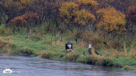 Kodiak Alaska Brown Bears Live Webcam - Oct 5, 2026, 12:01pm AKDT