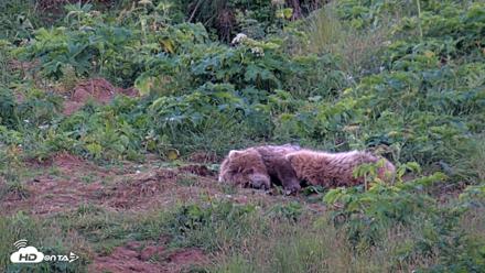 Kodiak Alaska Brown Bears Live Webcam - Aug 1, 2026, 10:20pm AKDT